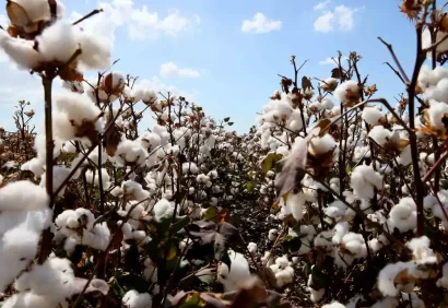 The International Cotton Association Rules Sanctity of Contract